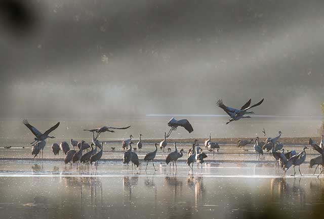 Activités touristiques dans l'Aube au Lac du Der